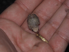 Bufo spinosus