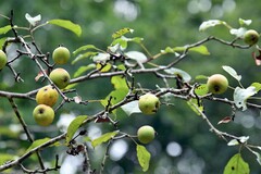 Malus sylvestris