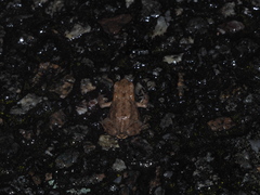 Bufo spinosus