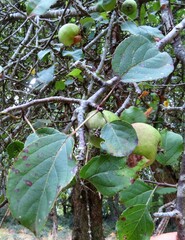 Malus sylvestris
