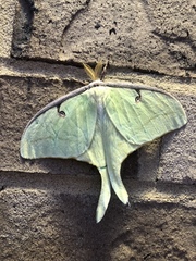 Actias luna
