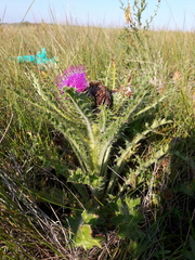 Cirsium drummondii