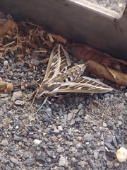 Hyles livornica