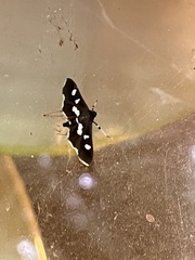 Desmia