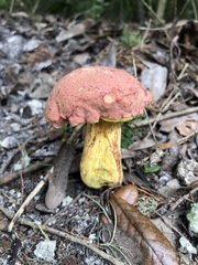 Pulchroboletus rubricitrinus