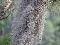 Tillandsia usneoides