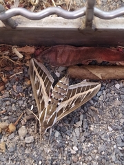Hyles livornica