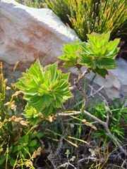 Pelargonium cucullatum strigifolium