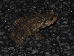 Bufo spinosus