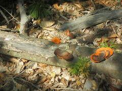 Trametes cinnabarina