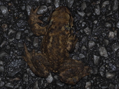 Bufo spinosus
