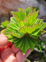 Pelargonium cucullatum strigifolium