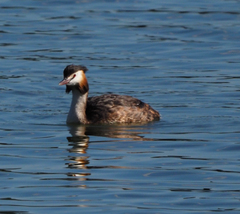 Podiceps cristatus