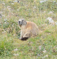 Marmota marmota