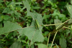 Chromacris psittacus