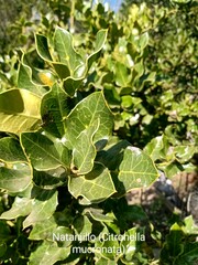 Citronella mucronata