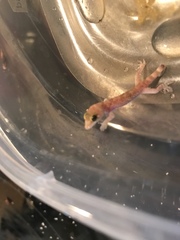 Hemidactylus turcicus