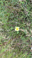 Potentilla recta
