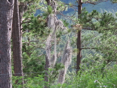 Tillandsia usneoides