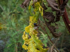 Pimpla rufipes