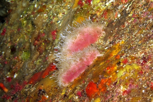 Iophon funis