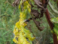 Pimpla rufipes
