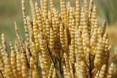 Microcnemum coralloides