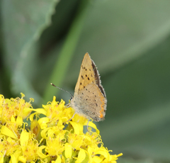 Tharsalea dorcas sangremar