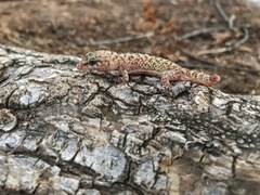 Hemidactylus turcicus