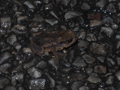 Bufo spinosus