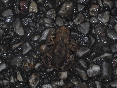 Bufo spinosus