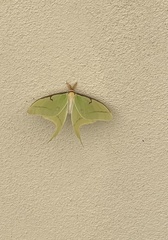 Actias luna