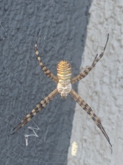 Argiope trifasciata