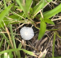 Heliomyces decolorans