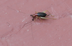 Phyllopalpus pulchellus