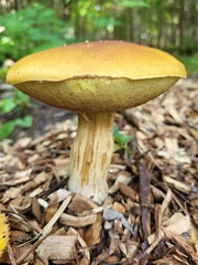 Boletaceae