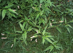 Persicaria maculosa
