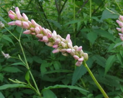 Persicaria maculosa