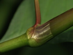Persicaria maculosa