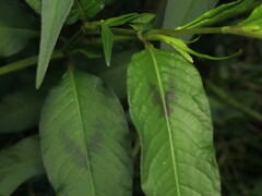 Persicaria maculosa