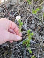 Adenandra