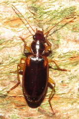 Cymindis limbata
