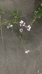 Cakile maritima