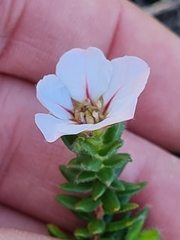 Adenandra