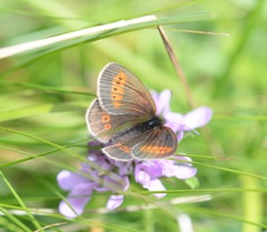 Erebia