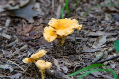 Cantharellus lateritius