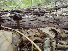 Gliophorus