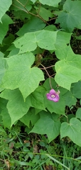 Rubus odoratus
