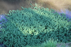 Myriophyllum aquaticum