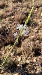 Oenothera glaucifolia